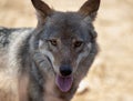 Attica zoological park. European Grey Wolf. Canis Lupus Royalty Free Stock Photo