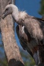 Attica zoological park. Western eurasian griffon vulture