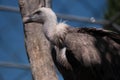 Attica zoological park. Western eurasian griffon vulture