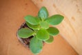 how to attract money. money tree on wooden background