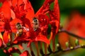 Attracted by the colourful red Montbretia flower, bees search for nectar.