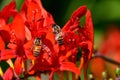 Attracted by the colourful red Montbretia flower, bees search for nectar.