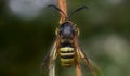 Lunar Hornet Clearwing Moth Sesia bembeciformis Royalty Free Stock Photo