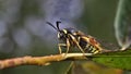 Lunar Hornet Clearwing Moth Sesia bembeciformis Royalty Free Stock Photo