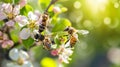 Attracting Beneficial Insects to Orchards Royalty Free Stock Photo