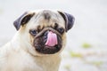 Attractive adorable puppy of bulldog licks lips and nose with tongue_
