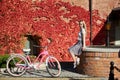 Attractive blond girl at pink lady bicycle on sunny day on wall overgrown with red ivy background. Royalty Free Stock Photo