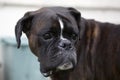 Attractive boxer dog head Royalty Free Stock Photo