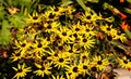 Rudbeckia \'Fulgida\' Little Goldstar.