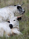 British White cattle.