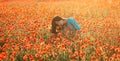 Attractive woman sniffing a poppy in field.