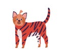 Attractive cartoon yorkshire terrier dog breed standing in tiger costume vector flat illustration. Funny domestic animal