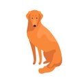 Attractive clever golden retriever dog breed vector flat illustration. Cute domestic animal sitting isolated on white