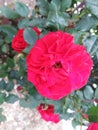 Attractive colour of Rose, refreshing amazing