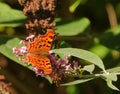 Attractive Comma butterfly. Royalty Free Stock Photo