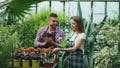 Attractive couple work in greenhouse. Woman gardener in apron watering plants with garden sprayer while her husband