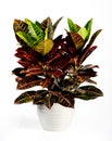 Attractive Croton Plant on White Pot