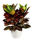 Attractive Croton Plant on White Pot