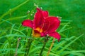 Attractive Daylily flower - unique foliage and bloom Royalty Free Stock Photo