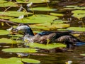 Green Pygmy Goose in Queensland Australia