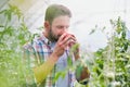 Attractive farmer smelling the quality of his ripe organic tomatoes in his greenhouse