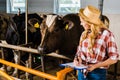 attractive farmer in straw hat holding clipboard and looking at cows Royalty Free Stock Photo