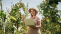 Attractive female agronomist or farmer with laptop standing in apple orchard and checking fruit, makes notes. Agriculture and Royalty Free Stock Photo