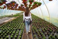 Attractive female gardener holding potted violet petunias in garden. Woman working in greenhouse Royalty Free Stock Photo