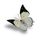 Attractive flying pale green with orange dots and red spots butterfly with soft shadow beneath