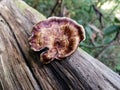 Mushroom on old logs, Microporus xanthopus, Yellow-footed Polypore,