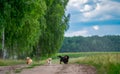 Attractive funny puppies playing together. Small cute dogs have fun in nature. Pretty doggies running. Royalty Free Stock Photo