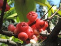 Red pink attractive fruits, South Africa