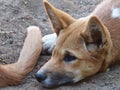 Attractive Gorgeous Dingo Pup in Restful Stillness.