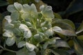 Attractive green flowers of Corsican Hellebore or argutifolius \'Silver Lace\' flowering with a background of leaves