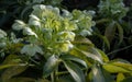 Attractive green flowers of Corsican Hellebore or argutifolius \'Silver Lace\' flowering with a background of leaves