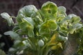 Attractive green flowers of Corsican Hellebore or argutifolius \'Silver Lace\' flowering with a background of leaves