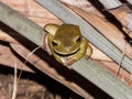 White-lipped Green Tree Frog in Queensland Australia Royalty Free Stock Photo