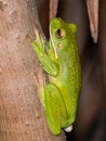 White-lipped Green Tree Frog in Queensland Australia Royalty Free Stock Photo