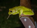 White-lipped Green Tree Frog in Queensland Australia Royalty Free Stock Photo