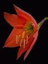 Attractive Hippeastrum puniceum isolated on pure black