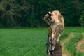 Attractive hunter girl with hunting carbine looking out the trophy