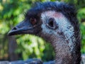 Attractive Imposing Emu in Profile. Royalty Free Stock Photo