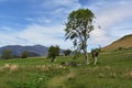 Attractive trees in the Newlands valley