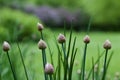 Macro abstract view of a newly budding flowers on chives herb plants