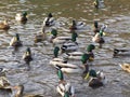 Attractive mallard ducks gathering and swimming in a pond