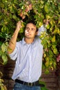 Handsome man picking plums off a tree