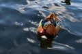 An attractive mandarin duck with a red beak and bright feathers floats on the water. The concept of sexual dimorphism and Royalty Free Stock Photo
