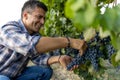 Farmer harvesting grapes in vineyard Royalty Free Stock Photo