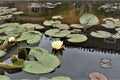 Attractive floating lotus flower Mexican waterlily also called banana waterlily. Royalty Free Stock Photo