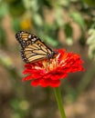 Attractive Monarch butterfly sitting on a bright red flower in a garden Royalty Free Stock Photo